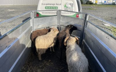 Les moutons sont arrivés chez ENVIE 72 !